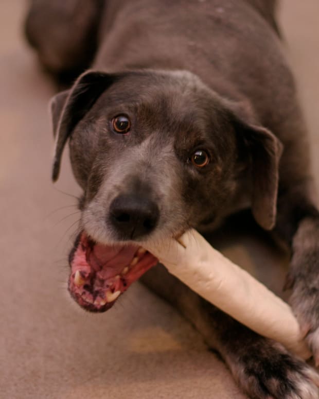 My Dog Ate a Rawhide Bone: Dangers and Signs of Trouble ...