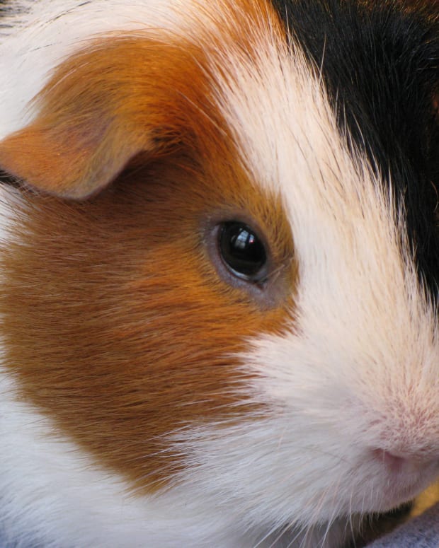 Can Guinea Pigs Eat Hamster And Gerbil Food 