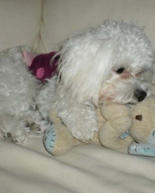 remove eye stains from white dogs