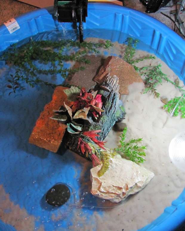 How to Care for Baby Snapping Turtles PetHelpful By fellow animal