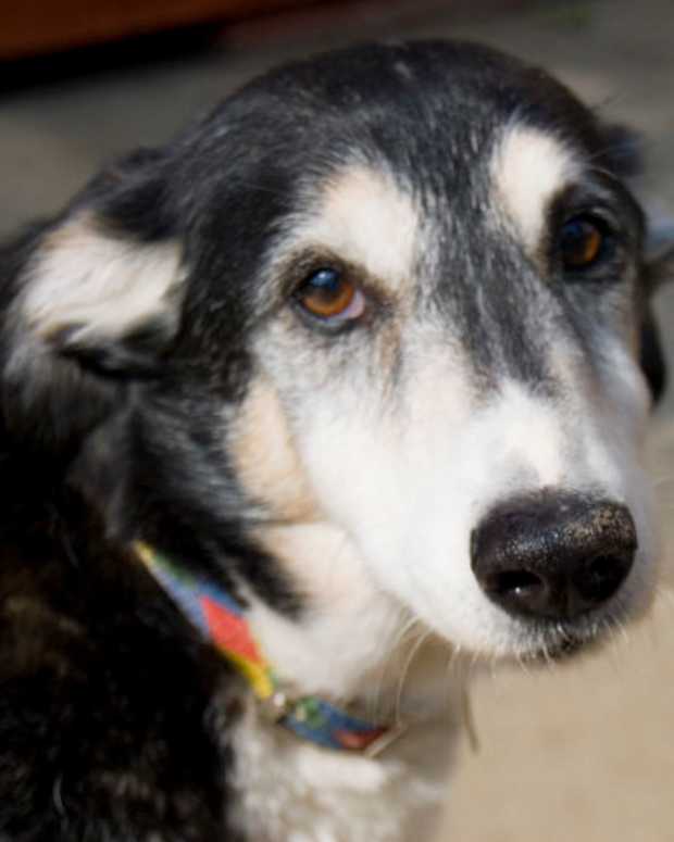 Why Is My Dog Smacking His Lips? - PetHelpful - By fellow animal lovers