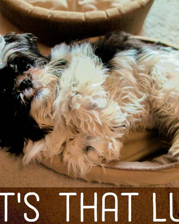 border collie black roof of mouth