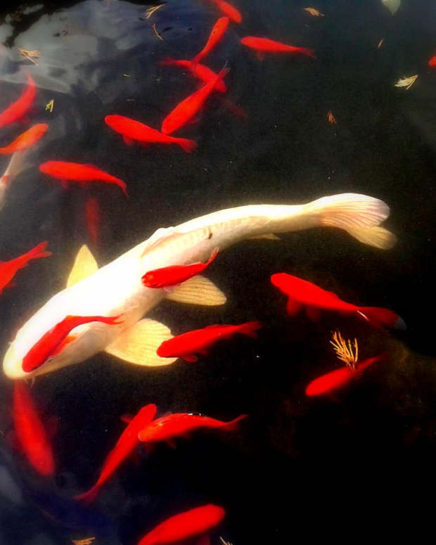 koi-carp-an-ancient-long-lived-ornamental-fish