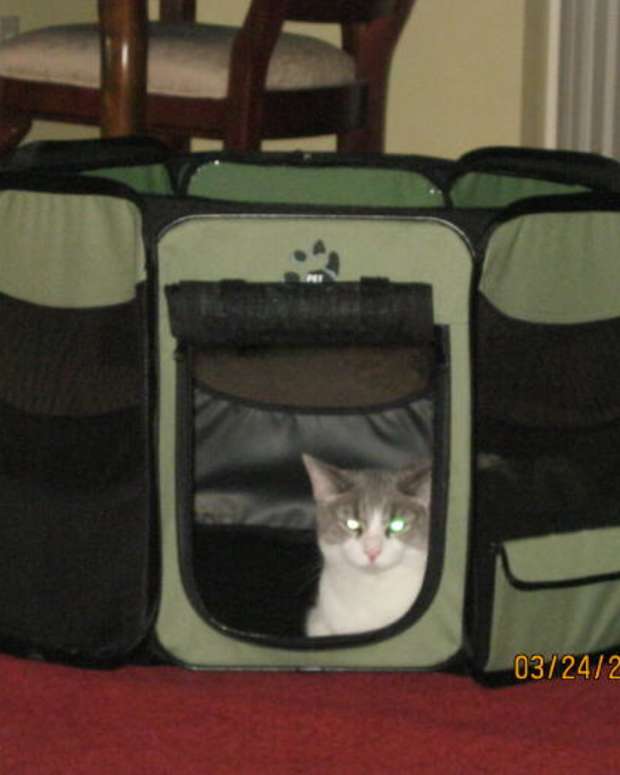 Taking Your Cats on a Roadtrip PetHelpful By fellow animal lovers