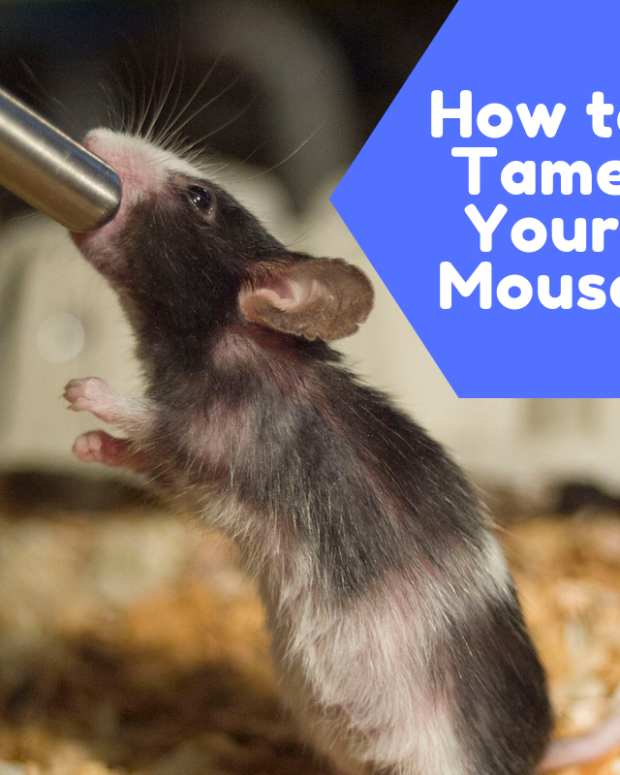 Top 10 Reasons Not to Be Scared of Mice! PetHelpful By fellow