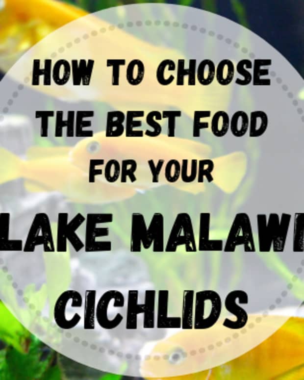 Why You Should Feed Your Cichlids Homemade Food (With Recipes