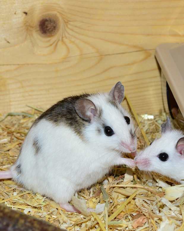 The Complete Guide to Pet Mice PetHelpful By fellow