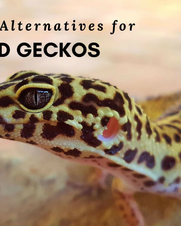 Eye Problems in Leopard Geckos: Diagnosis, Treatment, and Prevention ...