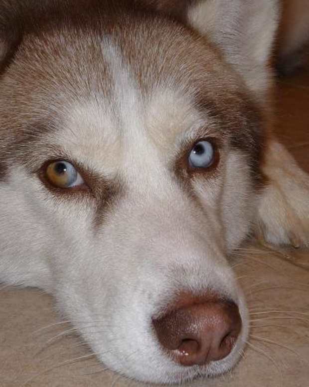 husky yellow eyes