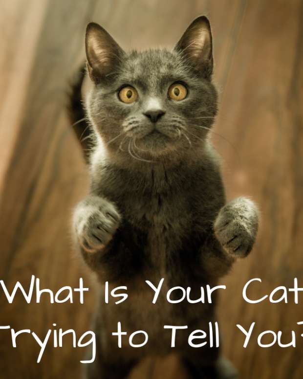 Why Is My Cat so Affectionate? Understanding a Cat's Body Language
