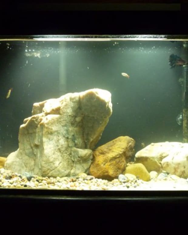 How to Incorporate Driftwood Into Your Natural Aquarium or Fish Tank ...