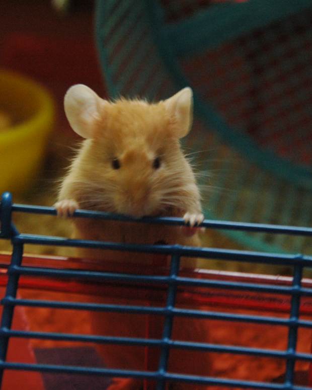 How to Spot a Sick Mouse PetHelpful By fellow animal lovers and experts