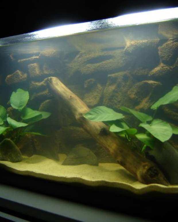 How to Incorporate Driftwood Into Your Natural Aquarium or Fish Tank
