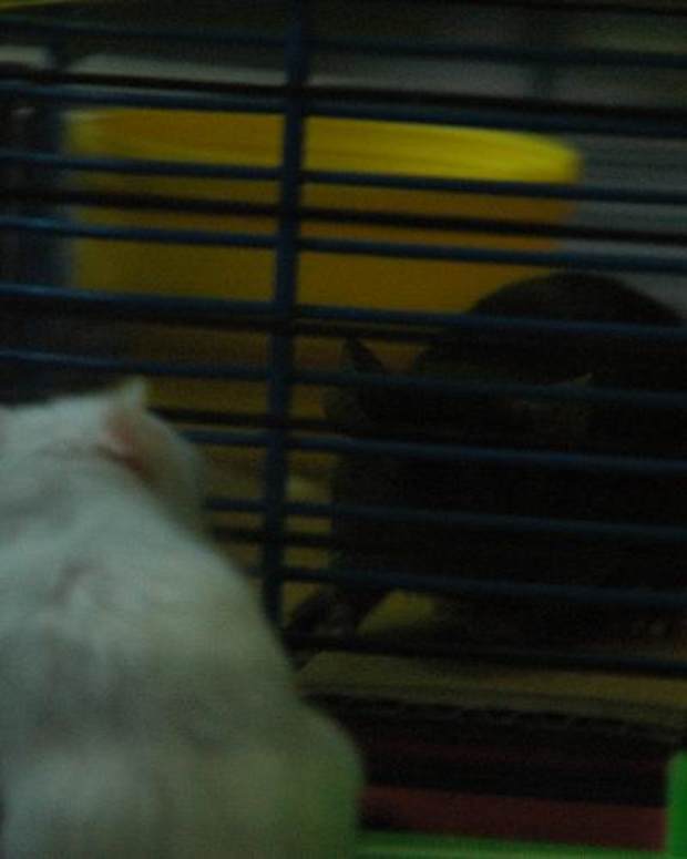 How to Spot a Sick Mouse PetHelpful By fellow animal lovers and experts