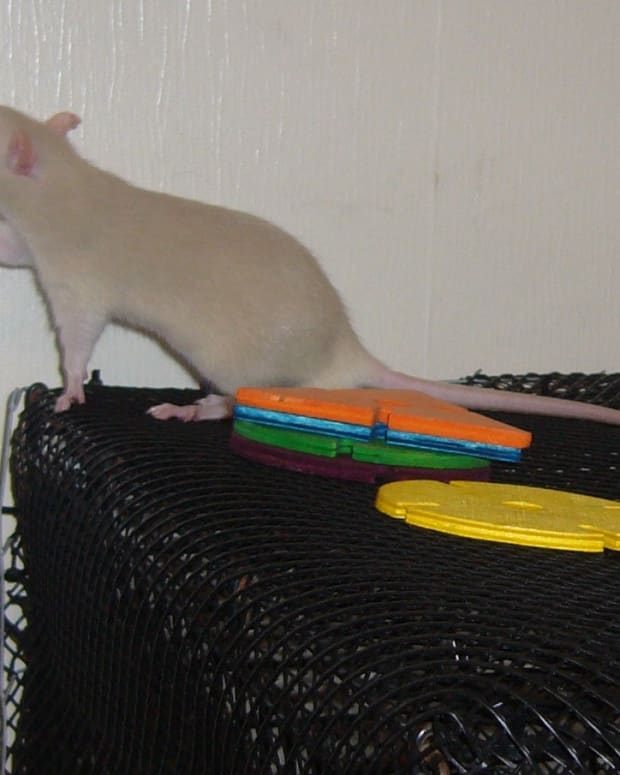 What Is the Best Bedding for Pet Rats? PetHelpful By fellow animal