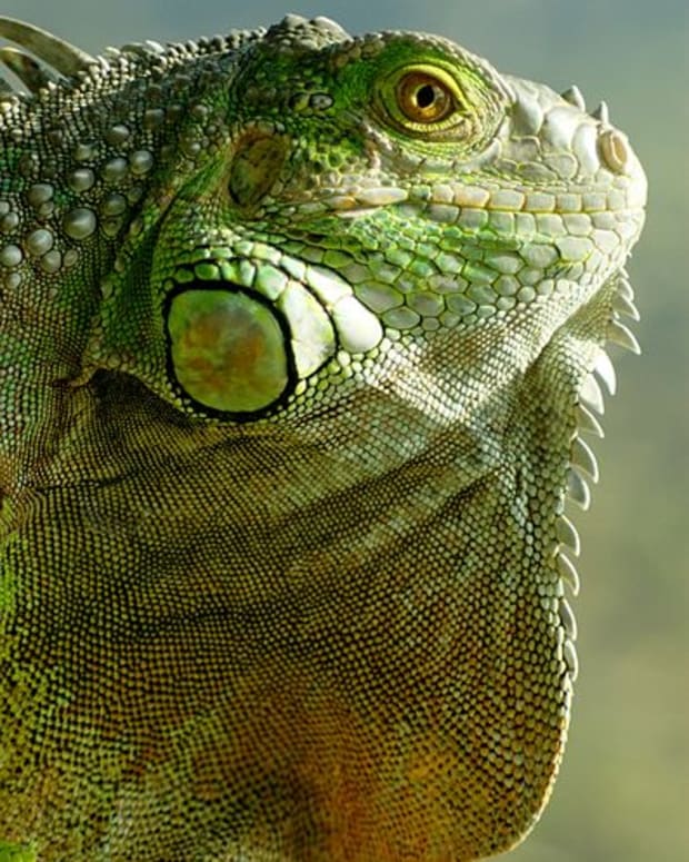 How to Use Ceramic Heat Emitters to Keep Pet Reptiles Warm - PetHelpful