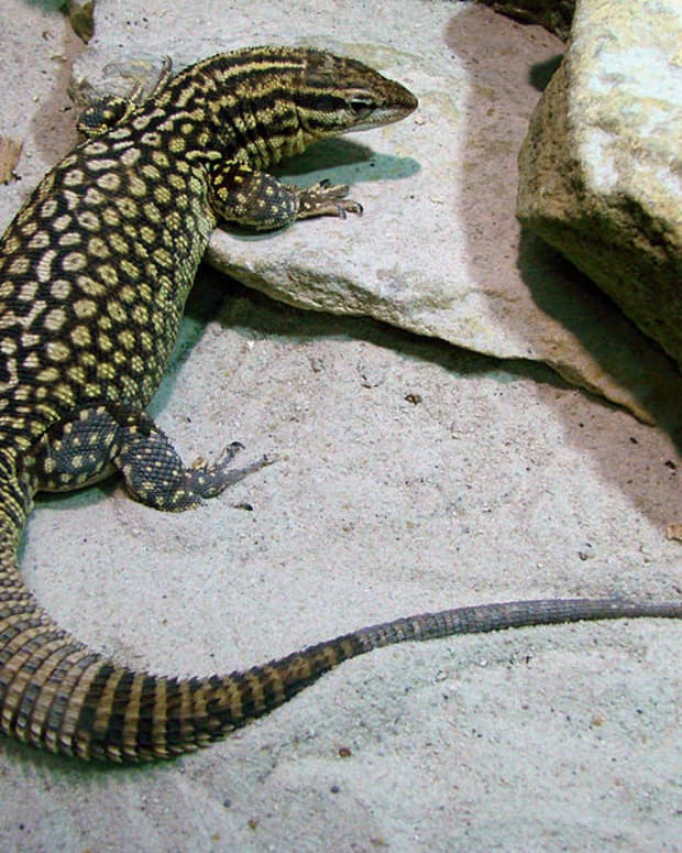 Why the Tegu Is the Best Pet Lizard - PetHelpful - By fellow animal ...