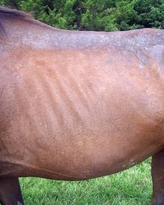 How to Manage Rain Rot in Horses: Symptoms, Treatments, and Cures