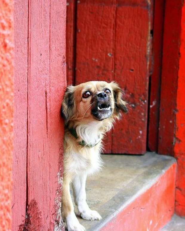 how to stop my dog from barking at the tv