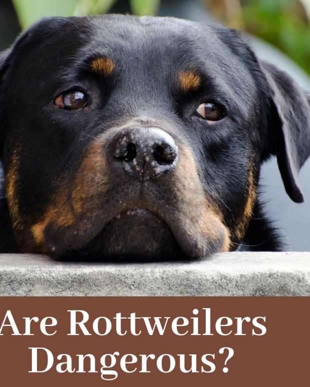 short snout rottweiler