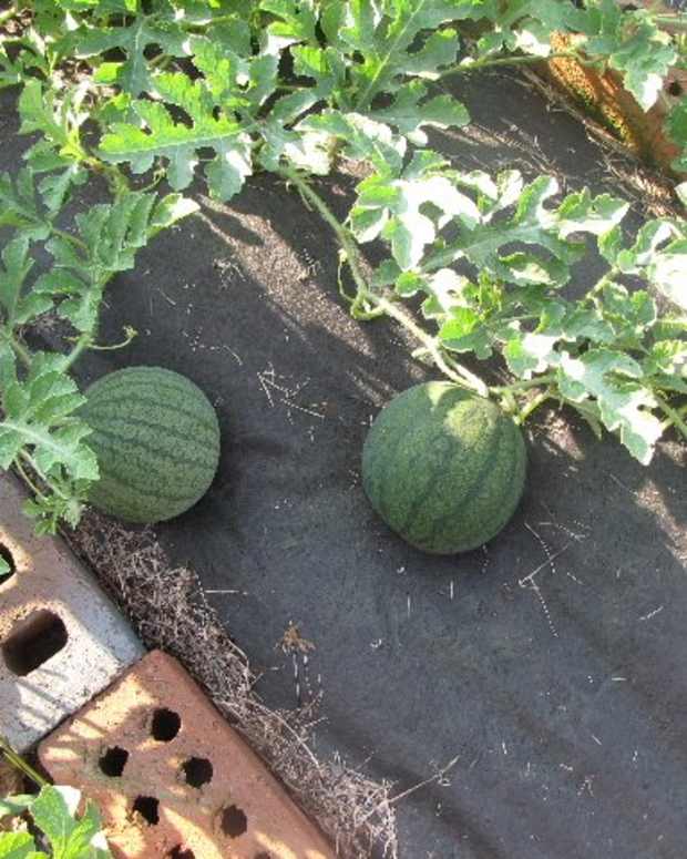 6 different methods for storing garlic