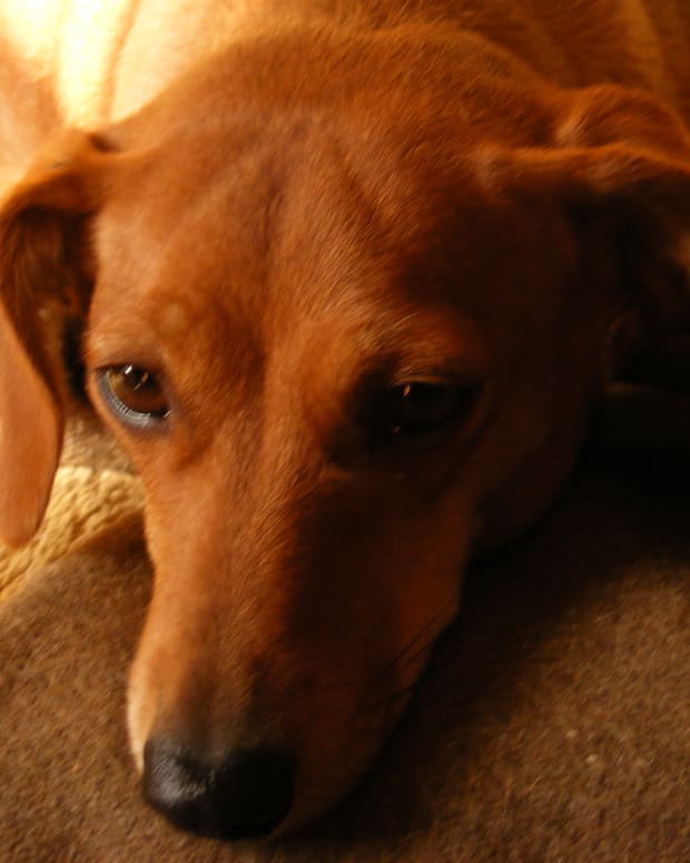How Long After A Dog Loses Her Mucus Plug Does Labor Start Pethelpful By Fellow Animal Lovers And Experts