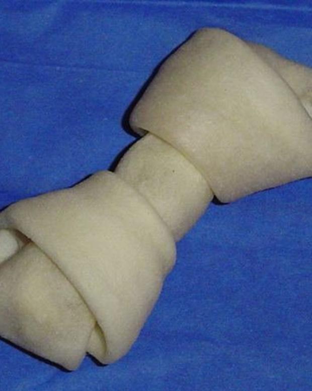 The Truth About English Cream (White) Golden Retrievers PetHelpful