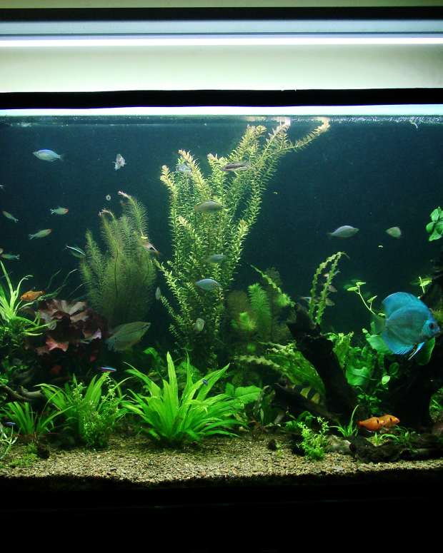 How to Care for Synodontis Aquarium Catfish - PetHelpful 
