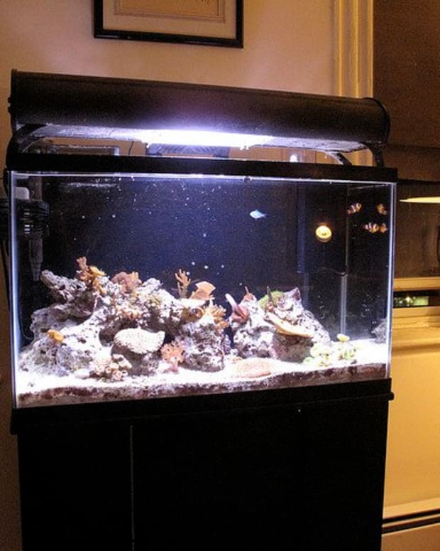 How to Move an Empty Glass Aquarium Over 75 Gallons in Size ...