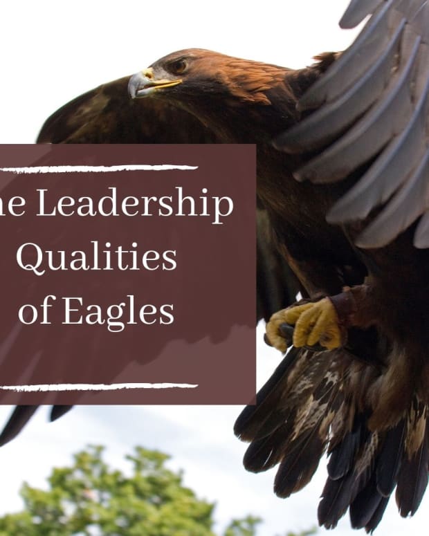 7-leadership-characteristics-of-an-eagle-that-man-should-learn-from