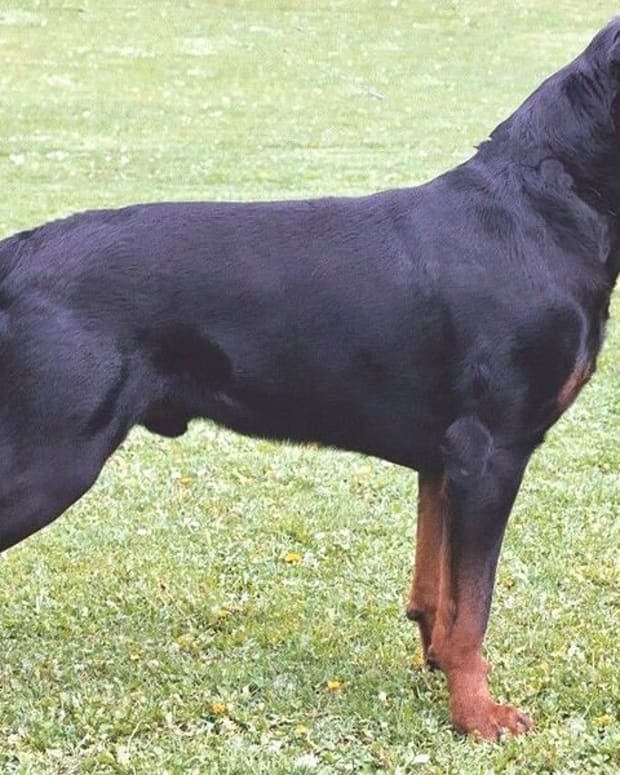 dog breeds with docked tails