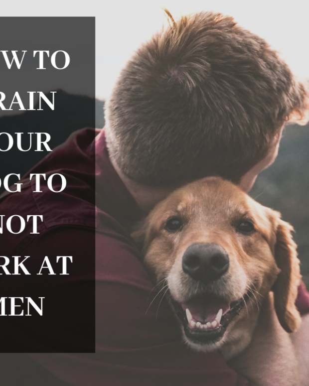 Why Do Dogs Bark at Nothing? PetHelpful By fellow animal lovers and