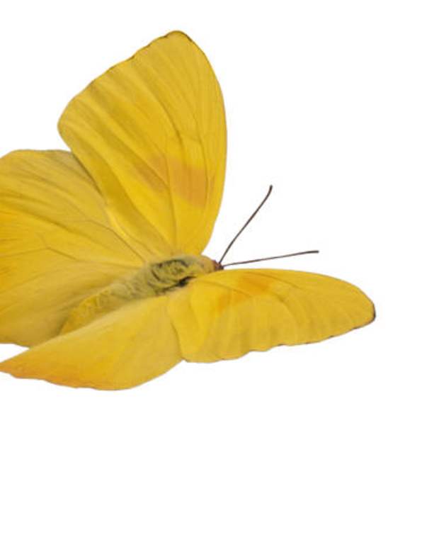 the-collapse-of-congress