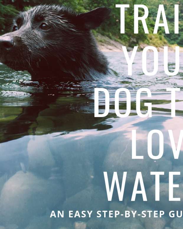 How to Make a Dog's Nail Quick Recede PetHelpful By fellow animal lovers and experts