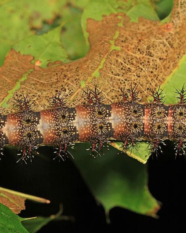 Caterpillar Identification Guide 40 Species With Photos And Descriptions Owlcation Education 