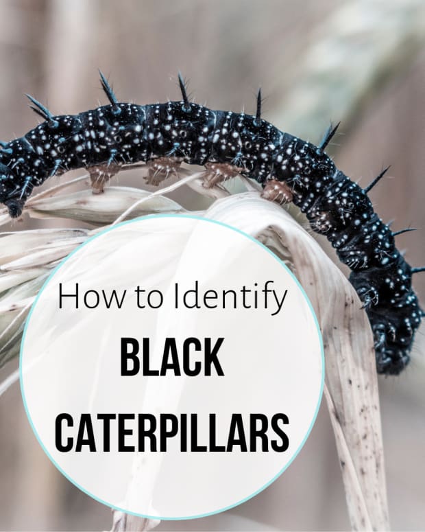 Furry Caterpillars An Identification Guide Owlcation Education - short black fluffy hair roblox id