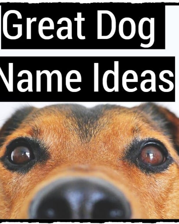 10 aesthetic roblox names including dogs pictures