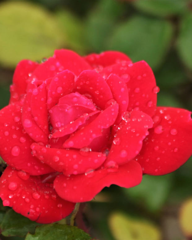How to Plant and Prune Rose Bushes (With a Photo Gallery of Roses