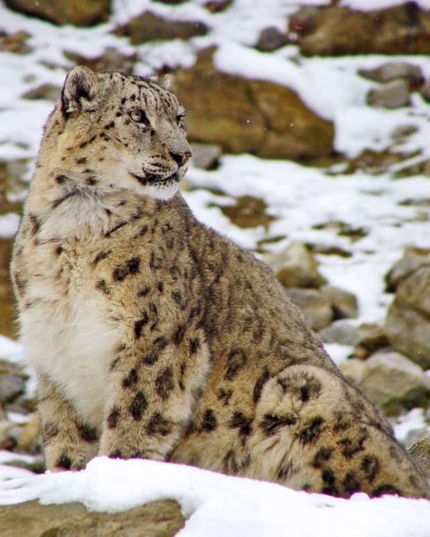 Top 10 Facts About Snow Leopard - Owlcation - Education