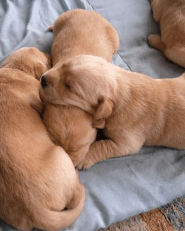 when can puppies eat on their own