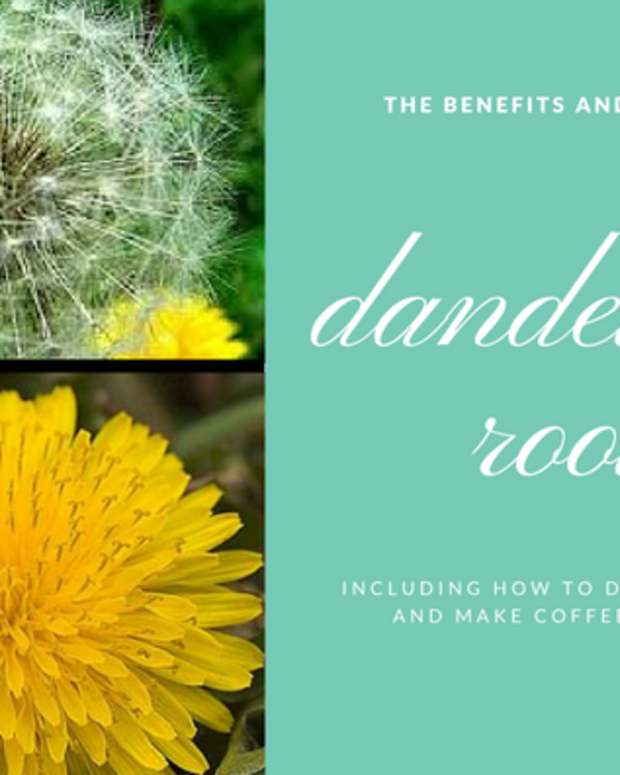 health-benefits-of-dandelion-root
