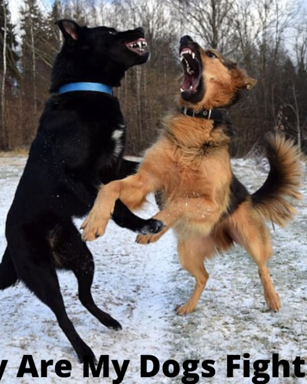 dog aggression towards intact males