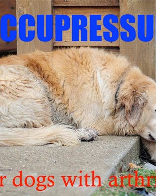 Natural Remedies and Relief for Dogs With Arthritis, Joint Pain, Hip