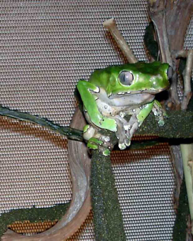 Best Pet Frogs for Beginners PetHelpful By fellow animal lovers and