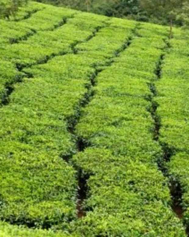 Fruity Iced Green Tea Refreshers Delishably Food and Drink