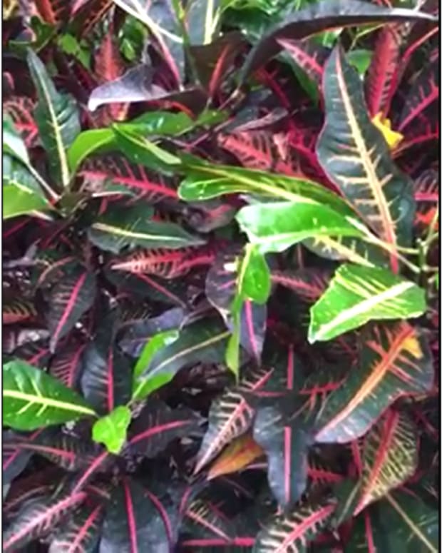 How to Care for Philodendron Congo Dengarden Home and Garden