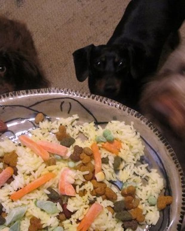 are carrots healthy for dogs