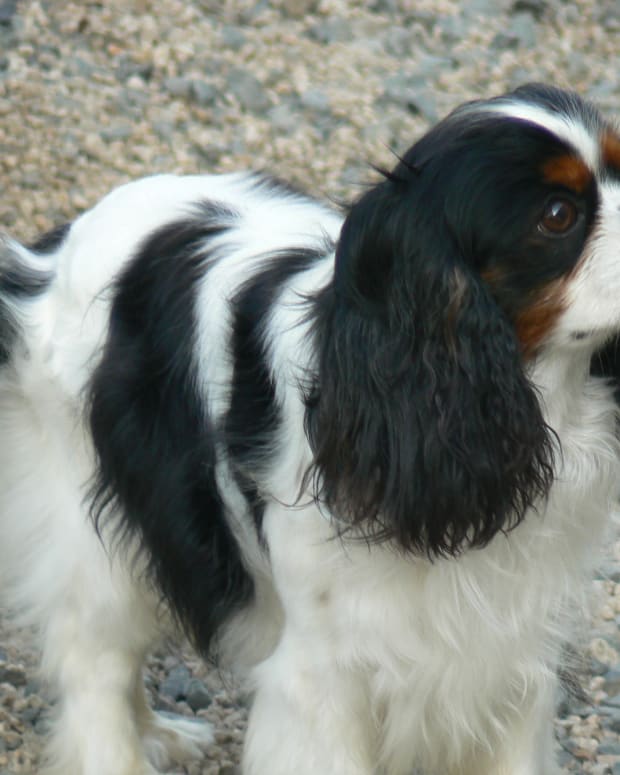 best dog clippers for cavalier king charles spaniel