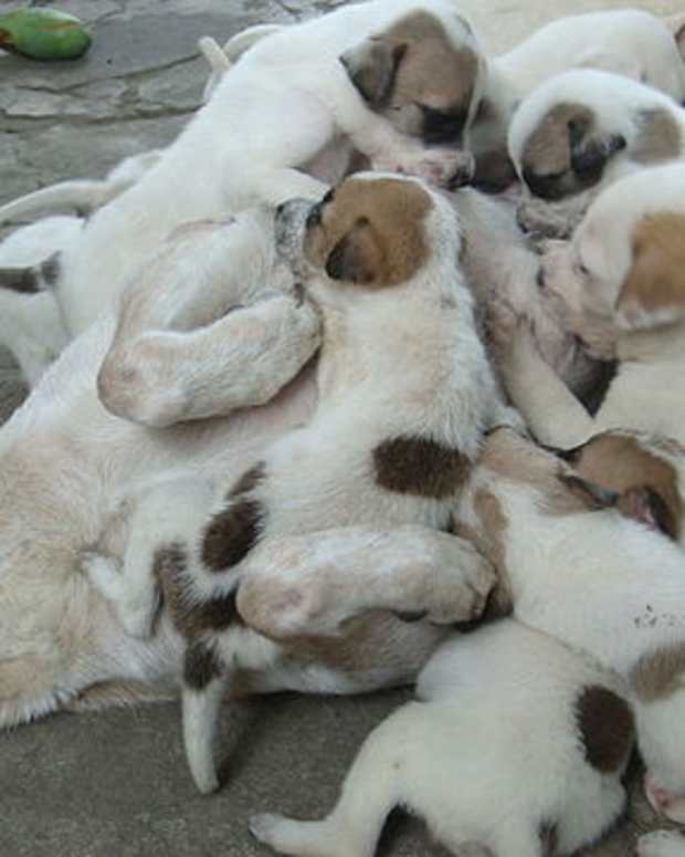 dog abortion pill cost