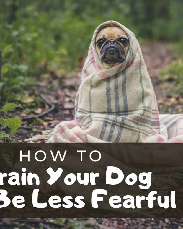Understanding Fear Periods in Dogs PetHelpful By fellow animal